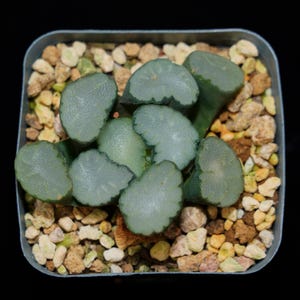 Haworthia Maughanii Lens, Roślina sukulentna, Prezenty sukulentne