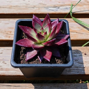 Echeveria Roca, Succulent Plant,Succulent Gifts