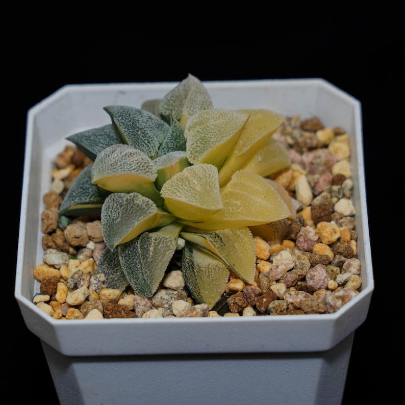 HappyStoreALL Haworthia Pygmaea