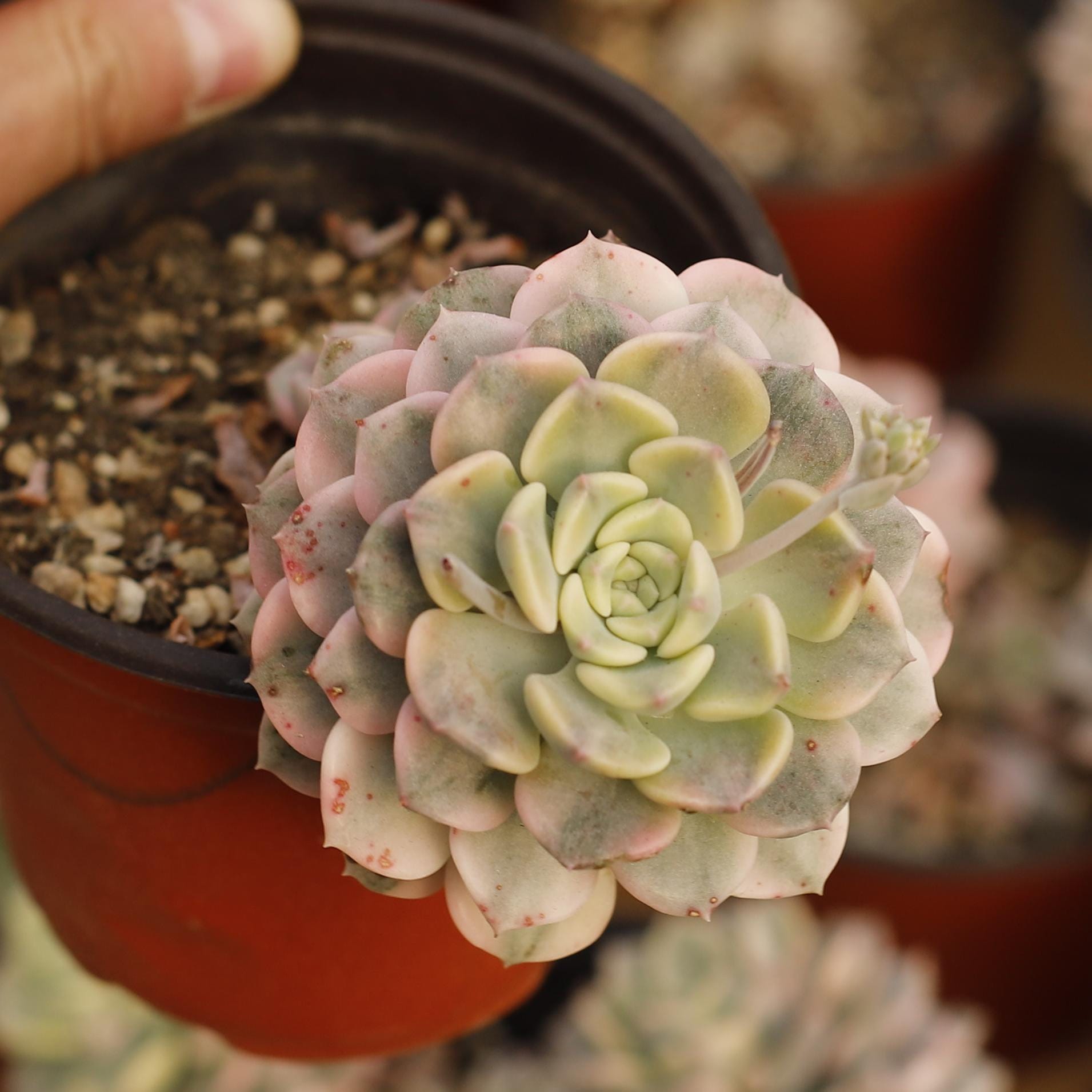 Echeveria Nicksana Variegated,succulent Plant,succulent Gifts - Etsy