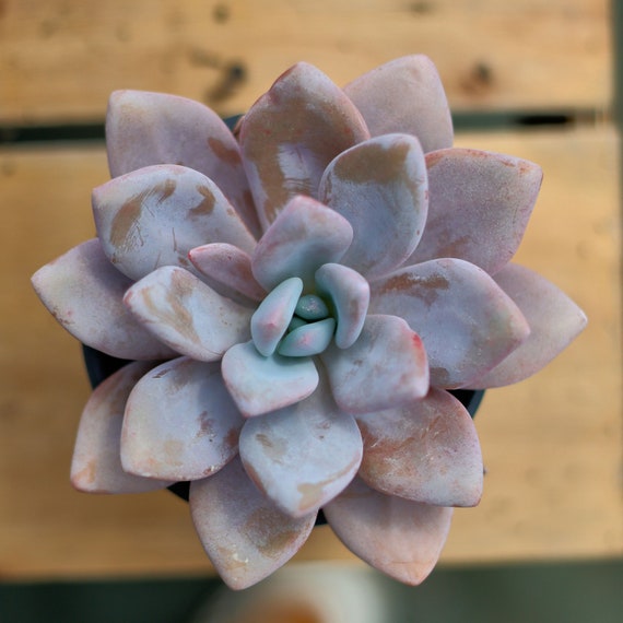 Echeveria Snow Bunny,succulent Plant,succulent Gifts - Etsy
