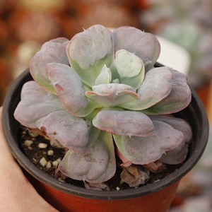 Echeveria Heart Moon,Succulent Plant,Succulent Gifts