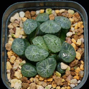 Haworthia Maughanii Rainbow, Roślina sukulentna, Prezenty sukulentne