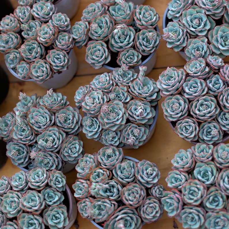 HappyStoreALL Echeveria Atlantis - Thumbnail 5
