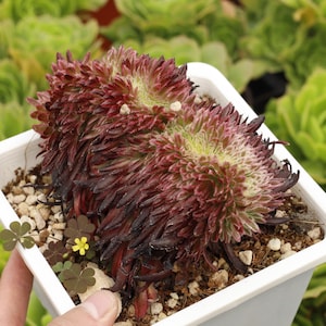 Aeonium Goldenrod Crested,Succulent Plant,Succulent Gifts