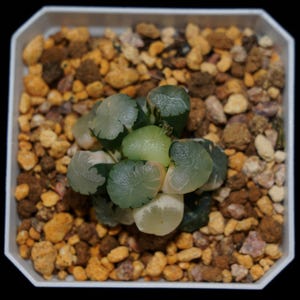 Haworthia Maughanii Angle Variegated, Roślina sukulentna, Prezenty sukulentowe