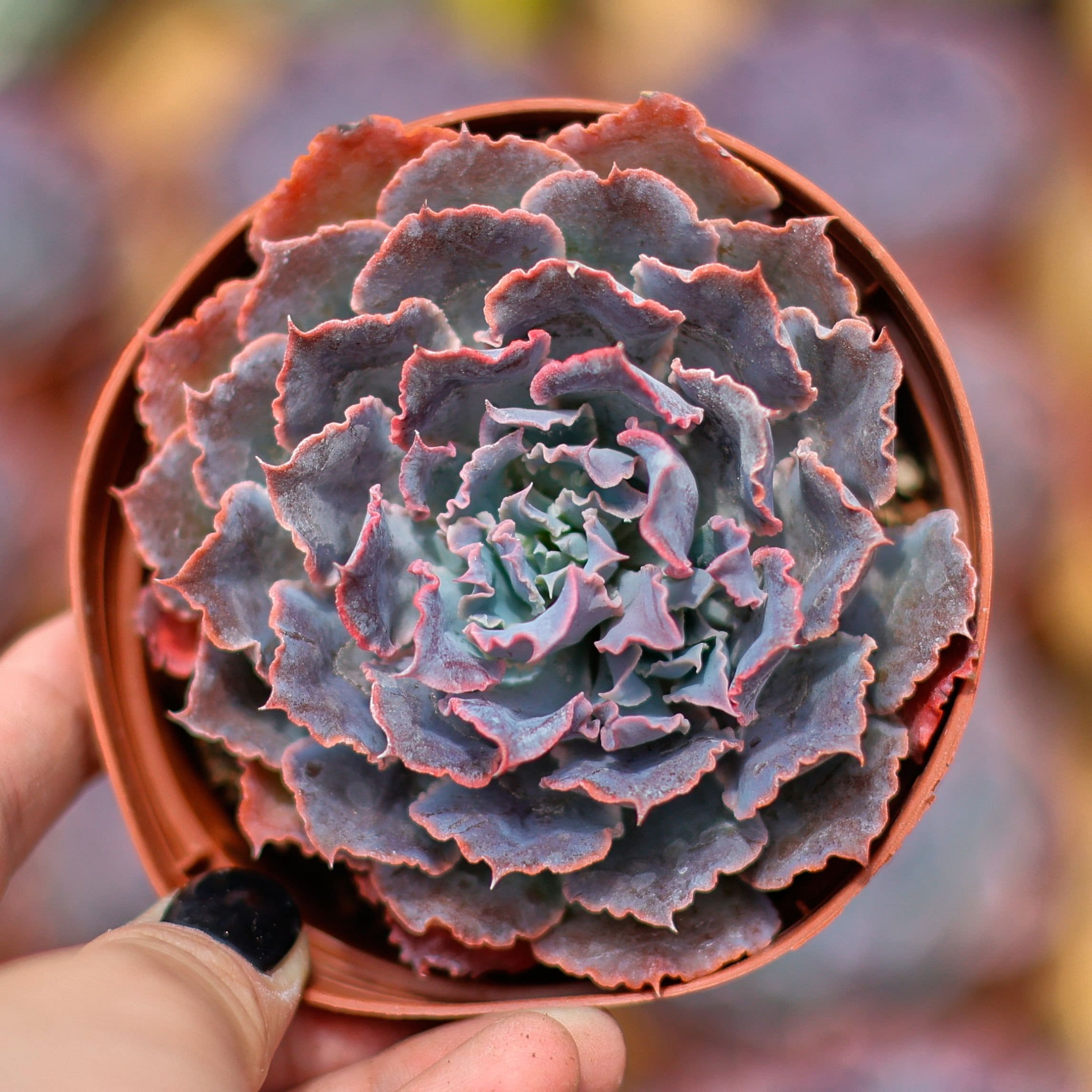 シャビアナトリュフ◎多肉植物 カット苗 輸入苗 エケベリア等 エケベリア・シャビアナトリュフ - メルカリ
