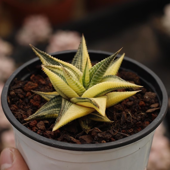 Haworthia Limifolia Variegated,succulent Plant,succulent Gifts - Etsy