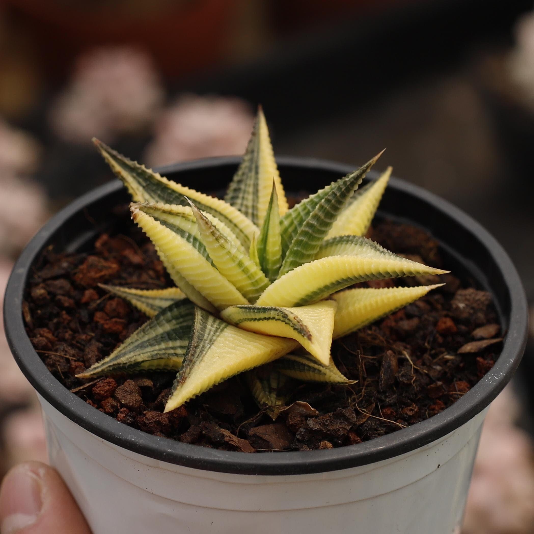 h*k様 ガステリア　バリエガタ Haworthia variegata - Etsy 日本