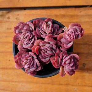 Echeveria Elegans Rose,Succulent Plant,Succulent Gifts