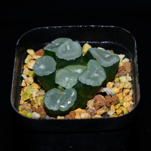 Haworthia Maughanii Frost, Roślina sukulentna, Prezenty sukulentne