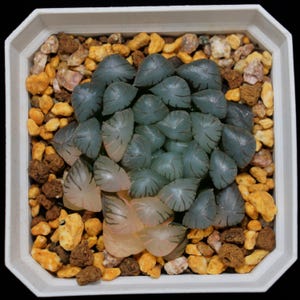 Haworthia Cooperi Ice Lantern Variegated, Succulent Plant,Succulent Gifts