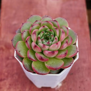 Echeveria Diamond Jenny,Succulent Plant,Succulent Gifts