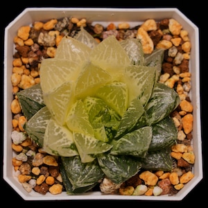 Haworthia Cooperi Lotus Lantern Variegated, Succulent Plant,Succulent Gifts