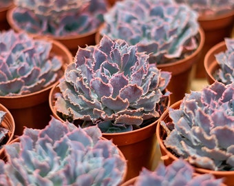 エケベリア シャビアナ トリュフ、多肉植物、多肉植物ギフト - Etsy 日本