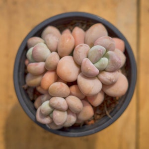 Graptosedum Miul, Plante succulente, Cadeaux succulents