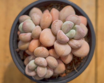 May include: A close-up of a succulent plant with fleshy, light pink leaves in a black pot. The leaves are arranged in a cluster and have a smooth, rounded texture.