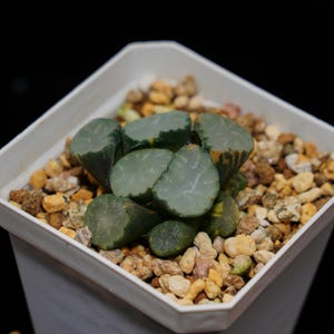 Haworthia Maughanii Lens Variegated, Roślina sukulentna, Prezenty sukulentowe