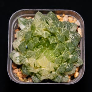 Haworthia Cooperi Butterfly Variegated, Succulent Plant,Succulent Gifts