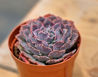 エケベリア シャビアナ トリュフ、多肉植物、多肉植物ギフト - Etsy 日本