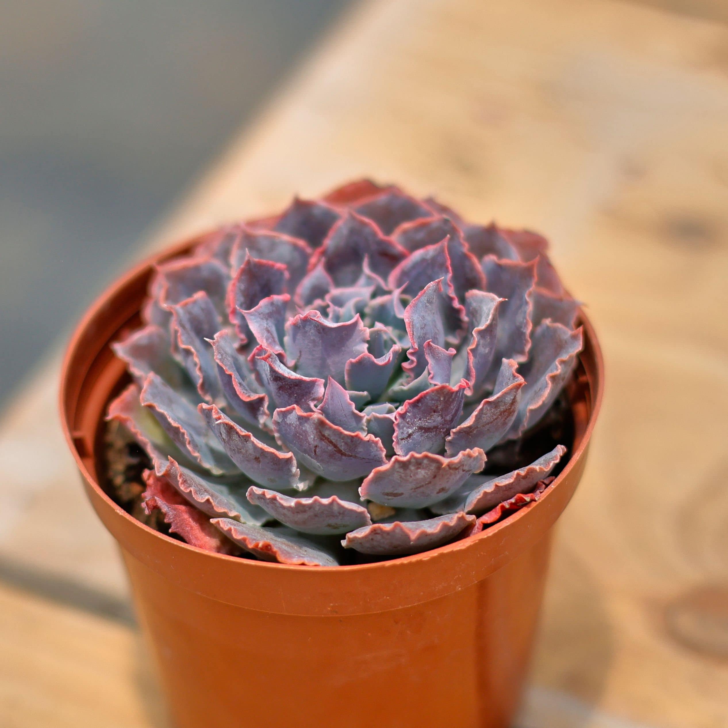 シャビアナトリュフ◎多肉植物 カット苗 輸入苗 エケベリア等 エケベリア・シャビアナトリュフ - メルカリ
