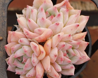 Echeveria Agavoides Maria,Succulent Plant,Succulent Gifts