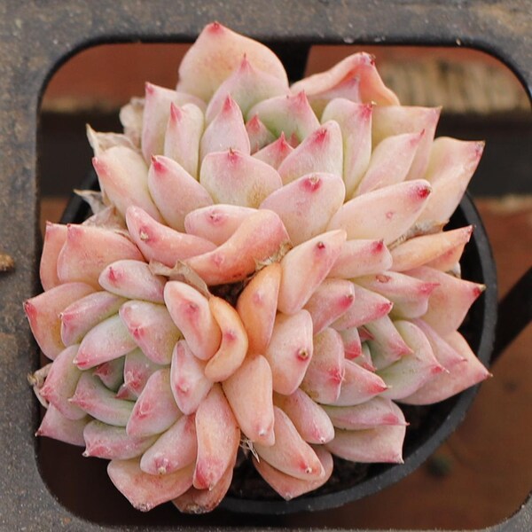 Echeveria Agavoides Maria,Succulent Plant,Succulent Gifts