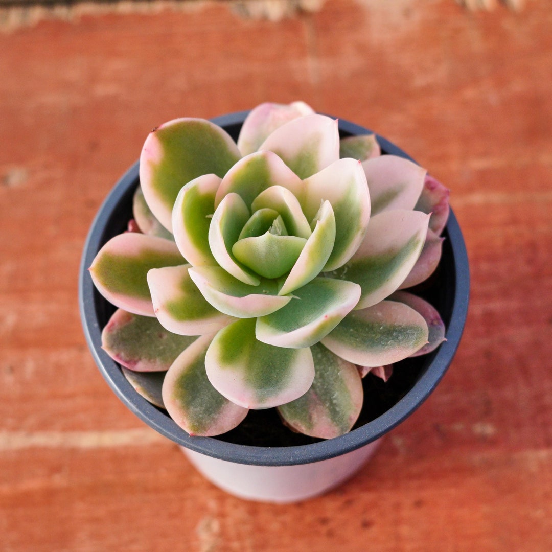 エンパス錦　Echeveria empas variegated Echeveria Pink Bella Variegated,succulent Plant,succulent Gifts - Etsy