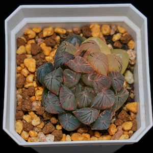 May include: A close-up of a succulent plant with translucent, green, and pink leaves. The plant is in a white pot with brown and orange gravel.