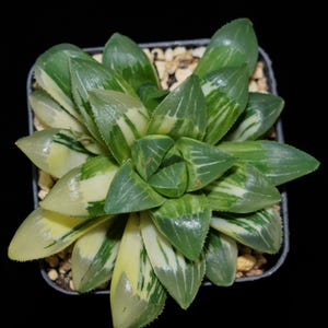 Haworthia Heidelbergensis Variegated, Roślina sukulentna, Prezenty sukulentowe