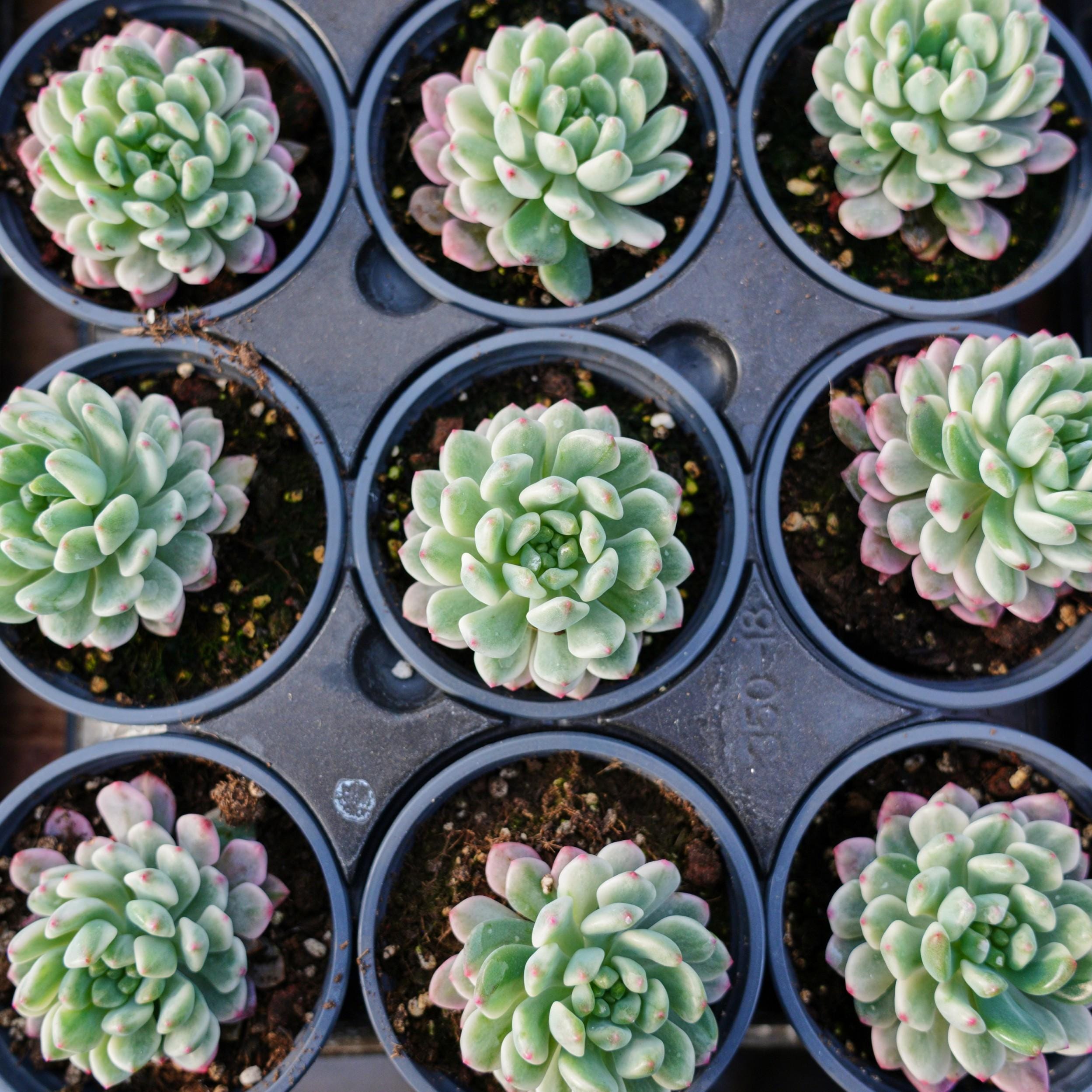 エケベリア ブルー アップル 斑入り、多肉植物、多肉植物ギフト - Etsy