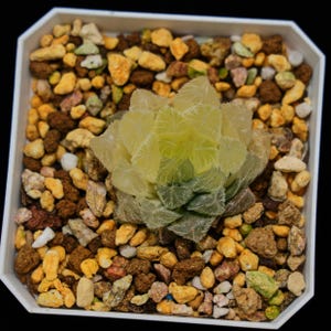 Haworthia Cooperi-haar bont, vetplant, succulentencadeaus