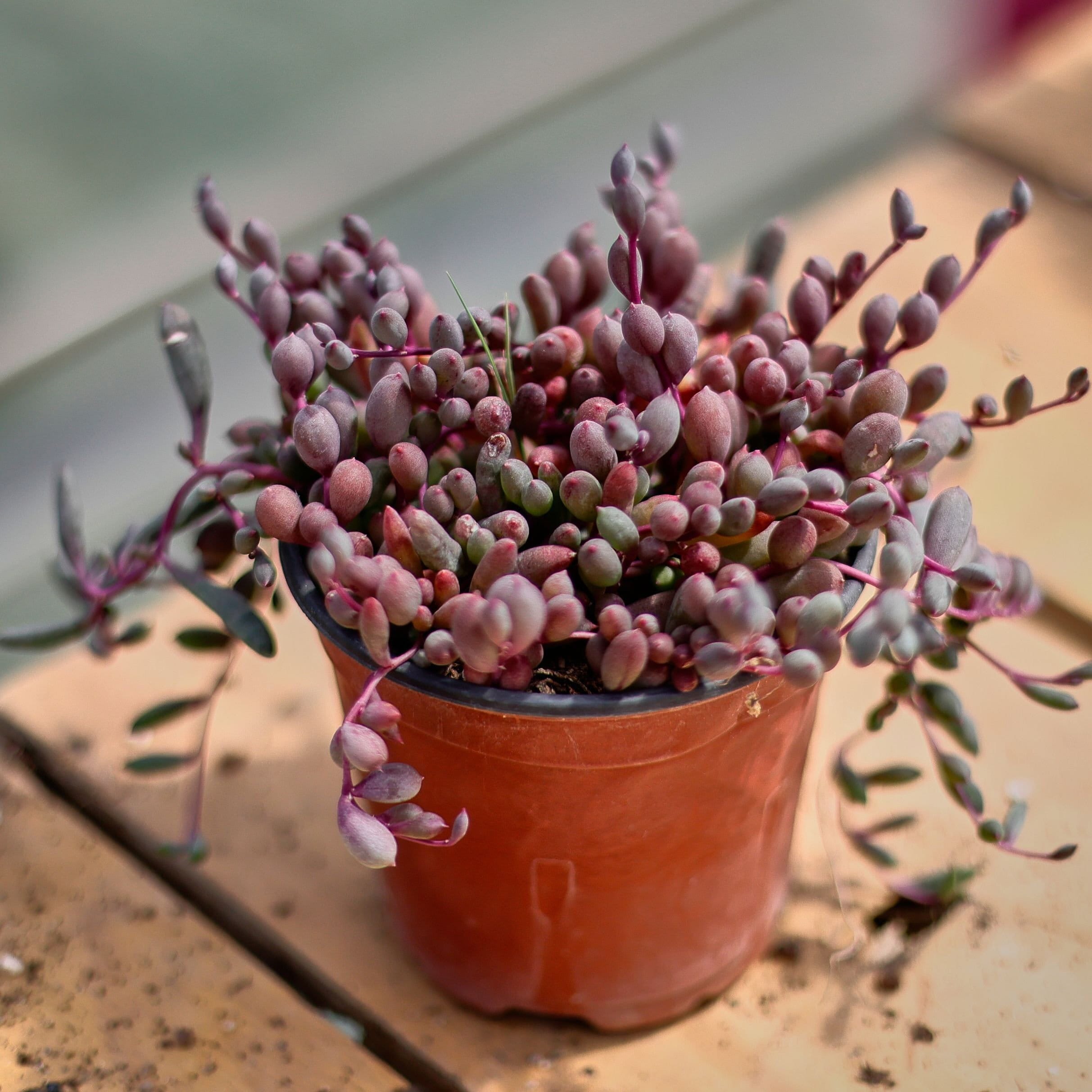 Othonna capensis - Etsy 日本