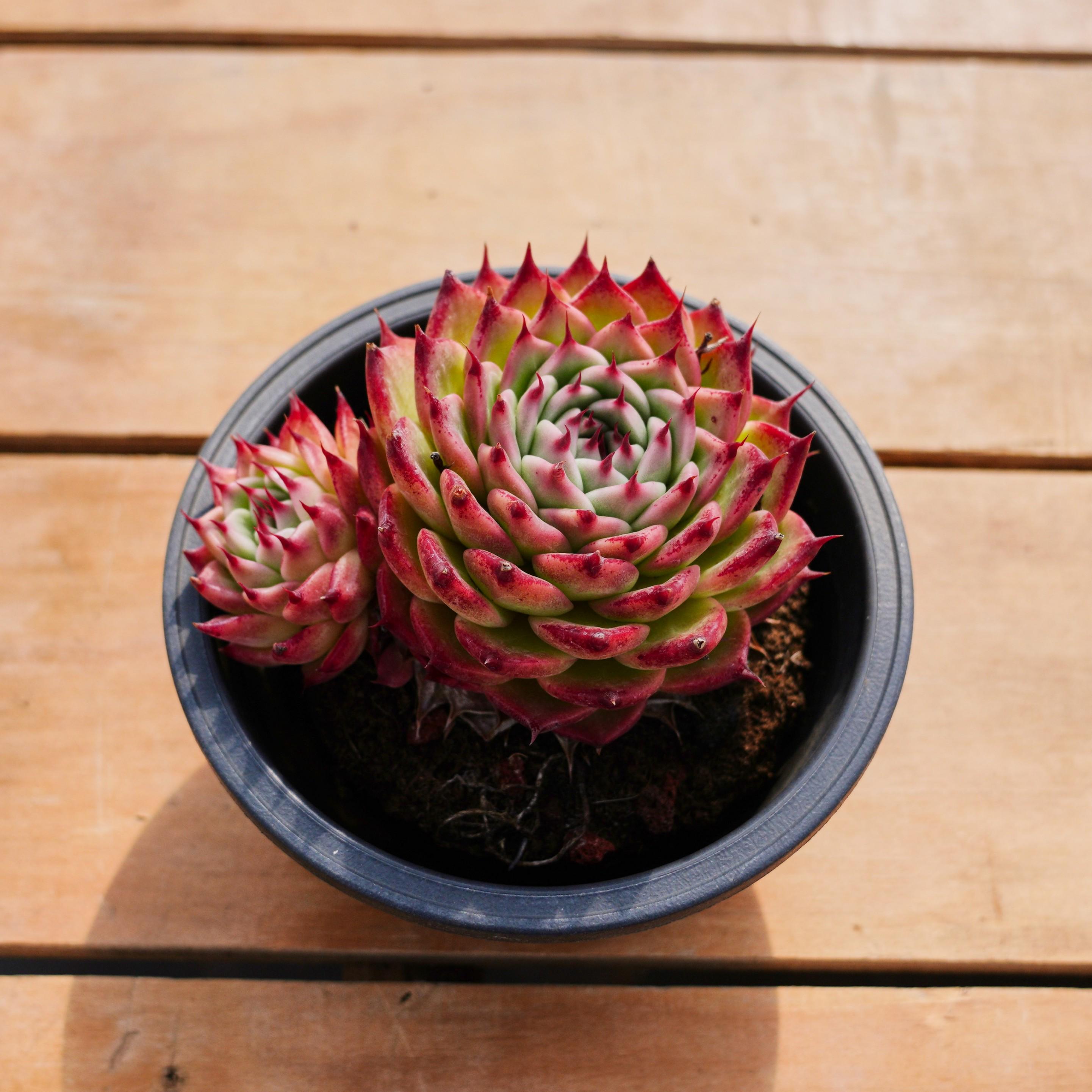 エケベリア トスカネリ、多肉植物、多肉植物ギフト - Etsy 日本