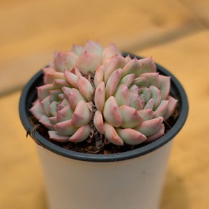 Echeveria Desert Rose, vetplant, sappige geschenken