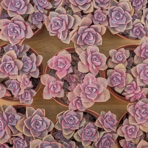 Graptoveria Mrs Richards,Succulent Plant,Succulent Gifts image 6