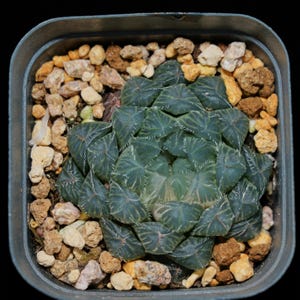 Haworthia Cooperi Isatis Indigofera, sukulenty, soczyste prezenty