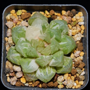 Haworthia Cooperi Suzhou Variegated, Roślina sukulentna, Prezenty sukulentowe