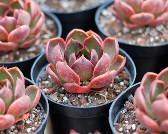 多肉植物　韓国苗　レッドライト　紅灯　大きめ　発根済み レッドライト | GREEN SANTA ☆anybody