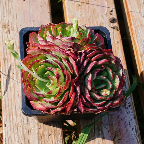 is agave a succulent Century Plant main image 0