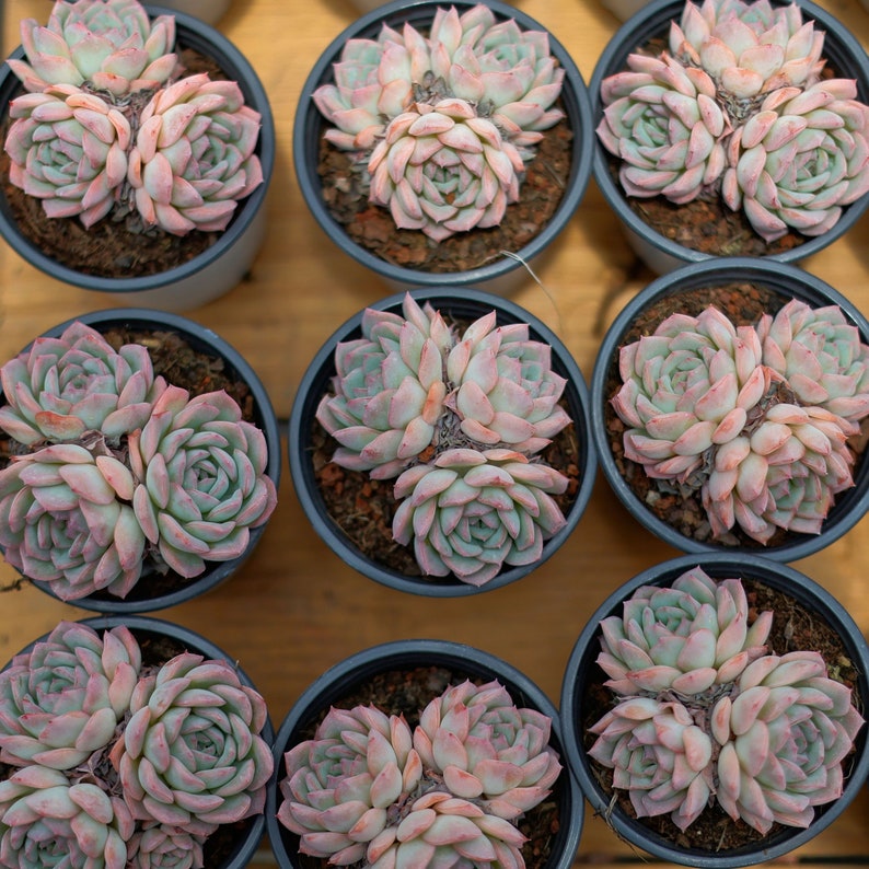 HappyStoreALL Echeveria Desert Rose - Thumbnail 2