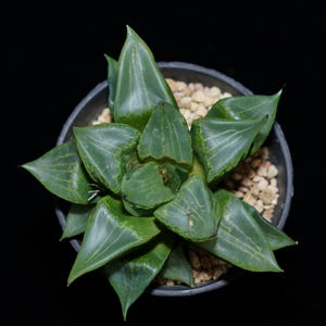 ハオルチア ウラハンニャ、多肉植物、多肉植物ギフト