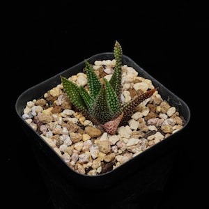 Haworthia Earth Star, Succulent Plant,Succulent Gifts