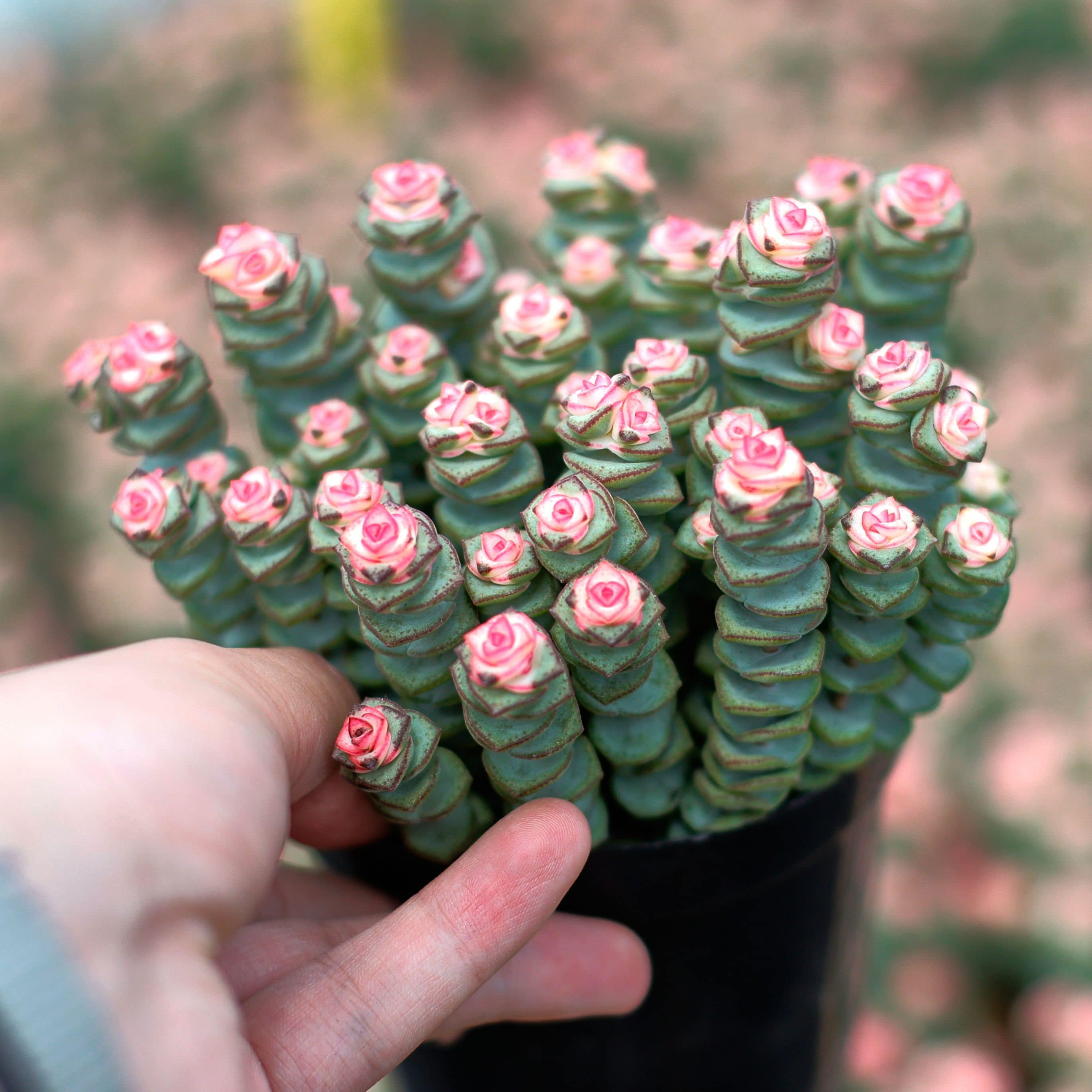 マルニエリアナ　多肉植物 カランコエ マルニエリアナ｜そだレポ（栽培レポート）byヨーコマン