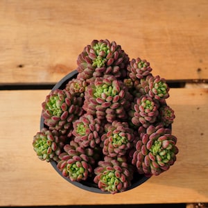 Graptoveria Pearl Beans,Succulent Plant,Succulent Gifts