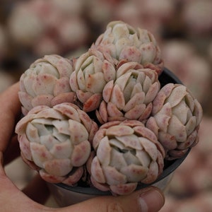 Echeveria Berry (Multitu Heads),Succulent Plant,Succulent Gifts
