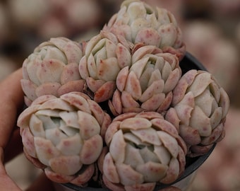 Echeveria Berry (Multitu Heads),Succulent Plant,Succulent Gifts