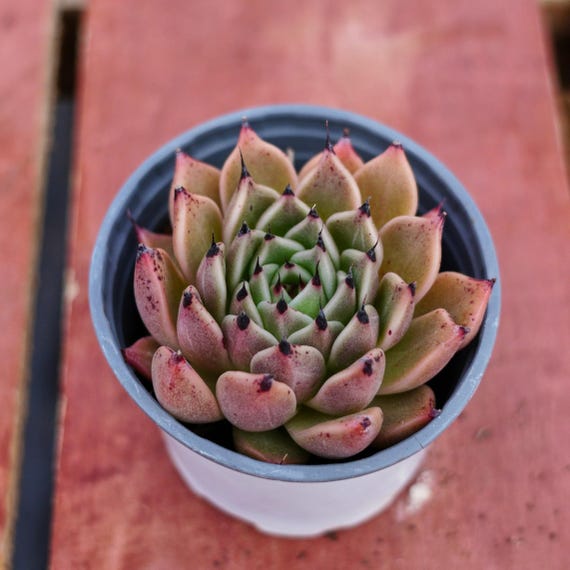 Echeveria Agavoides Halloween,succulent Plant,succulent Gifts - Etsy