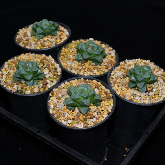 ハオルチア コレクタ 縁起の良い雲、多肉植物、多肉植物ギフト - Etsy 日本