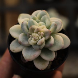 Sedum clavatum panaché,Plante succulente,Cadeaux succulents
